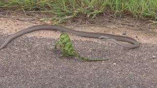 DANGEROUS SNAKE VS CHAMELEON - surprising ending!!