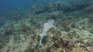 Curious Shark