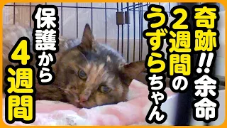 【余命2週間の猫さん】さらなる奇跡...！余命宣告から4週間のうずらちゃん