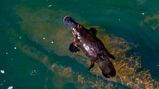 Baby platypus found in Royal National Park less than a year after reintroduced