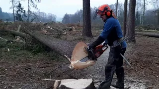 Lumberjack Little Harvester LIVES!