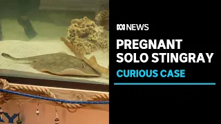 How did a female stingray become pregnant without a male mate? | ABC News