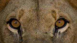 El gran puma - Documentales en el mundo