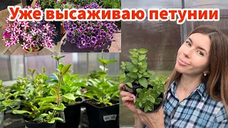 РАССАДА ПЕТУНИИ: прищипка, подкормки, высадка в кашпо. В чем залог пышного цветения петунии всё лето