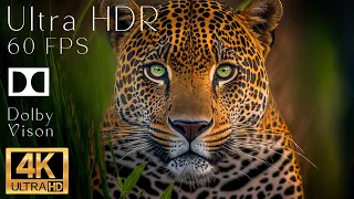 4K HDR 120fps Dolby Vision with Animal Sounds (Colorfully Dynamic) #27