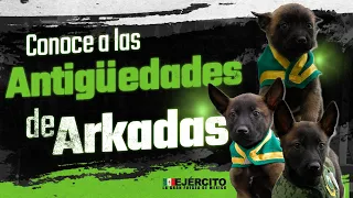 Cachorros Militares Antigüedades de Arkadas