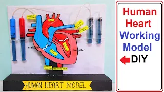 human heart working model science project for exhibition - easy biology project - diy | craftpiller