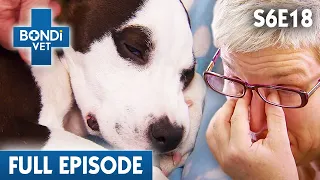 Puppy With Failing Liver Fights For It's Life 💔| Bondi Vet Season 6 Ep18 | Bondi Vet Full Episodes