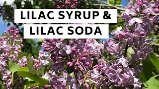 Lilac Syrup & Lilac Soda - An Easy Recipe