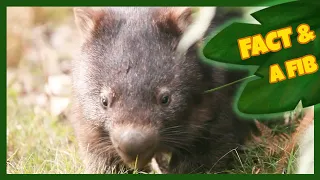 Two Facts and a Fib! | Wombat | The Wishmas Tree