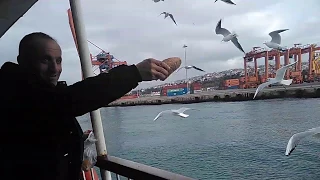 Турецкие мужчины . кормят птиц . Стамбул великолепен