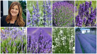 Top 7 Most Popular Varieties of Lavender (+ Lavender Basics)! 💜🌿💜 // Garden Answer