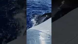 Whale put tail on Raft during Maui Whale Watch Tour on Hawaii Ocean Rafting!