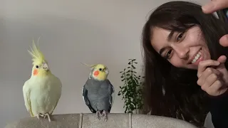 Calm Down Your Bird, Shooting Zen Music for Cockatiels and Parrots