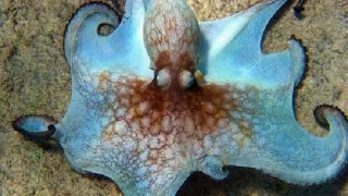 Amazing Octopus Photos That You Must Watch