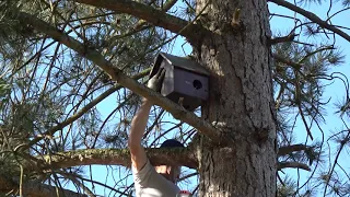 Pose d'un nichoir à écureuil