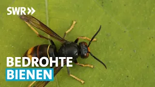 Asiatische Hornisse bedroht Honigbienen | Zur Sache! Rheinland-Pfalz