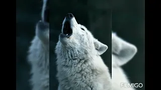 Вой волка Wolf howl