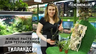 Живые растения для террариумов. Тилландсии.