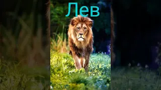 Музыка Tends (я царь зверей 👑🦁) remix