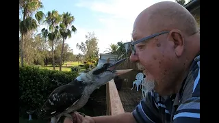 A Kookaburra Love Bite