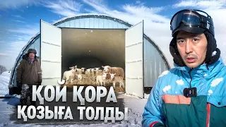 ДЫМ КӨРІНБЕЙТІН БОРАНДА ҚОЙЛАР ҚОЗДАП ЖАТЫР! АУЫРҒАН ҚОЙЛАРДЫ НЕ ІСТЕЙМІЗ?