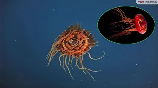 Учителю биологии. Видеоурок «Подводный мир морей и океанов»