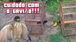 SOLTAMOS O PÁSSARO PRETO E O CORRUPIÃO JUNTOS!!! Não contava com um gavião.