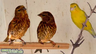 The LATE Bred Birds | Breeding British Birds S2:Ep17