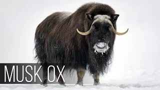 THE MUSK OX is an ancient animal that SURVIVED the Ice Age!