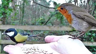 Robin and Great Tit Bird - Hand Feeding Song Birds