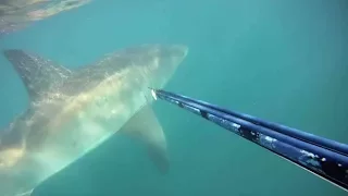 Terrifying encounter with great white shark in South Africa