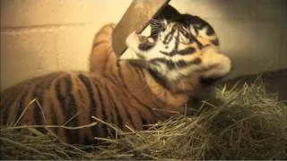 Sumatran Tiger Cubs Joanne & Majel