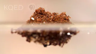 Fire Ants Turn Into a Stinging Life Raft to Survive Floods | Deep Look