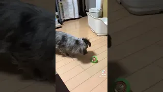 He encounters Japanese traditional toy