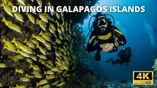 Diving GALAPAGOS ISLANDS  - Ecuador   Underwater Video 4K