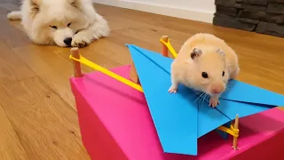 NEVER TRUST your pet HAMSTER when it's hungry!