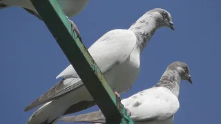 БУДАПЕШТСКИЕ ГОЛУБИ / Показали хорошее время лета