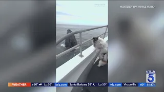 Dog meets friendly whale on whale watching excursion in Monterey Bay