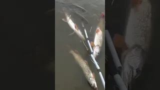 🏕️Зачетный результат🐟 рыбалки река🛥️ Иртыш на спиннинг , все реально довольны #fishing #Shorts.