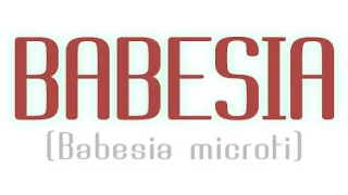 Babesiosis