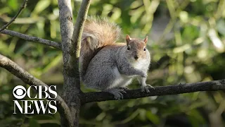 Squirrel tests positive for bubonic plague in Colorado