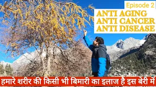 हमारे शरीर की किसी भी तरह की बिमारी का इलाज है ये बेरी. Anti Aging, Anti Disease. Rakchham Ep 2