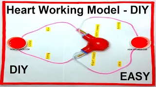 human heart working model using sponge ball - blood circulation model - diy | howtofunda