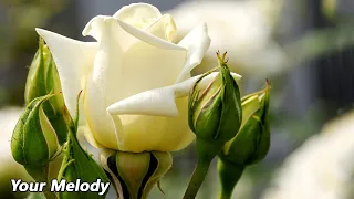 Самая красивая мелодия в мире🌹Эту музыку можно слушать вечно🌹Сергей Грищук#5