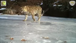 Дальневосточный леопард Leo 73F гуляет по лужам в заповеднике / Amur leopard Leo 73F