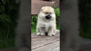 Most Famous Pomeranian TikTok Compilation 2021-2022 🐶🐶Puppies Funniest & Cutest Golden Retriever