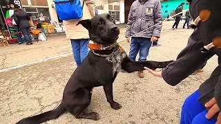 Выставка бездомных собак и кошек. Москва.