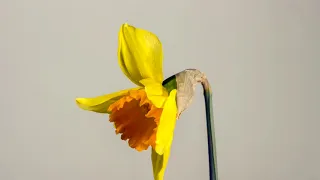 #Футаж желтый нарцис распускается ◄4K•HD► #Footage yellow daffodil blooms