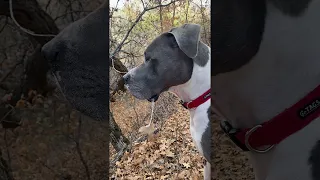 Single Leaf Dangles in Dog's Slobber || ViralHog